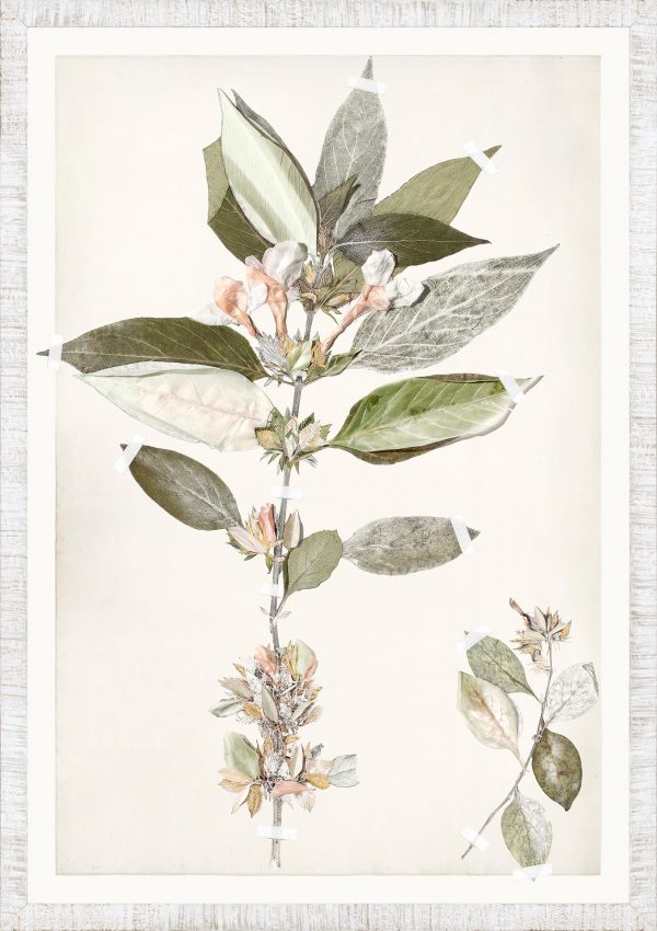 FLORA SERIES - Image 12