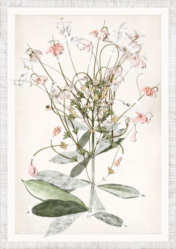 FLORA SERIES - Image 10