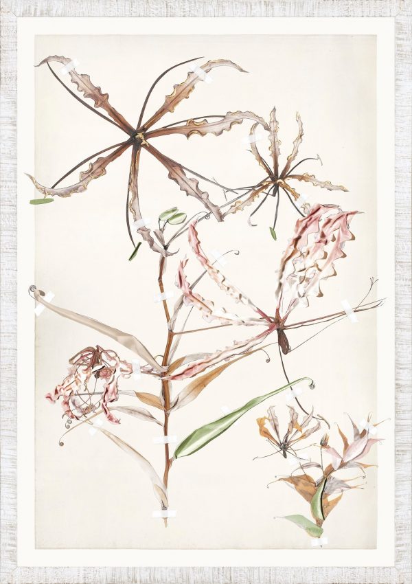 FLORA SERIES - Image 6